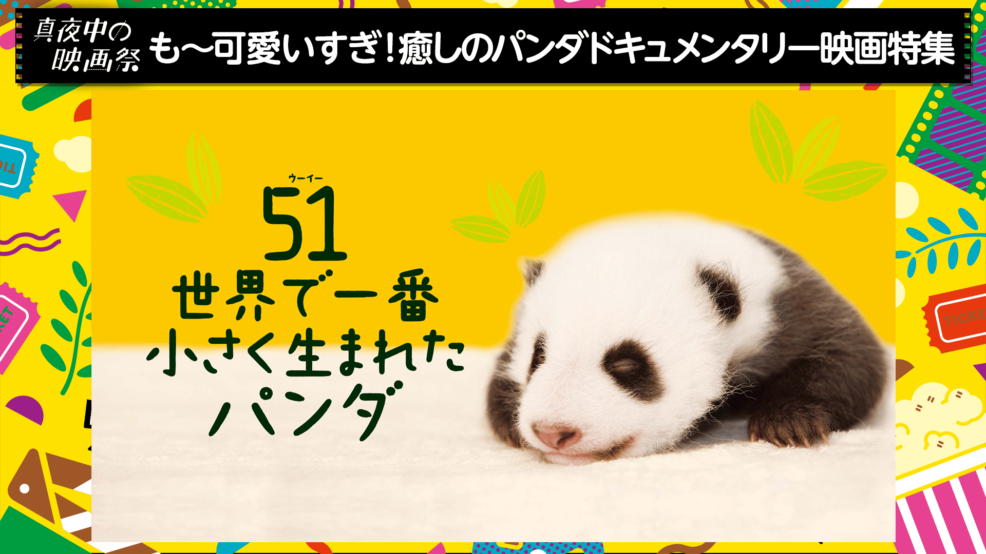 【真夜中の映画祭】51（ウーイー）世界一小さく生まれたパンダ