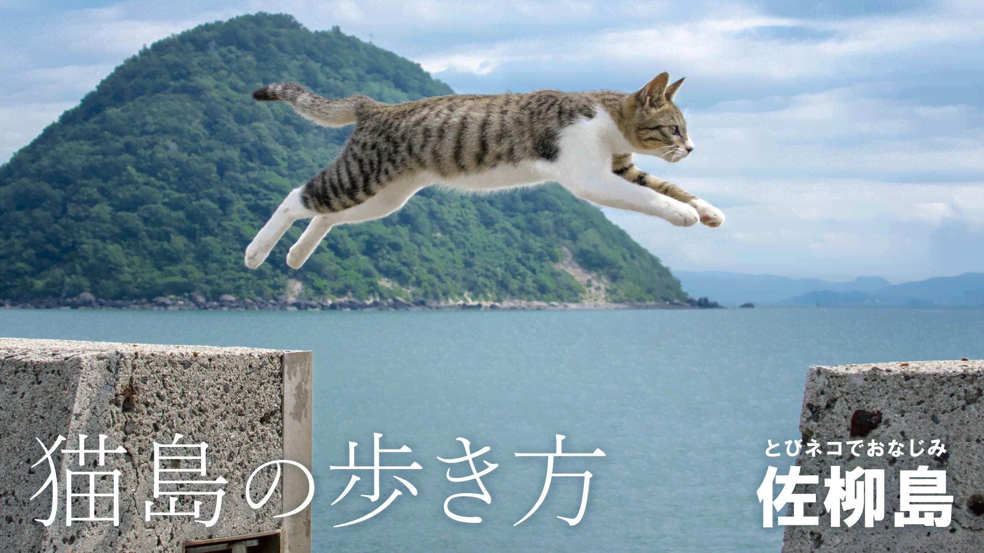 猫島の歩き方 佐柳島【無料1週間】 | 新しい未来のテレビ | ABEMA