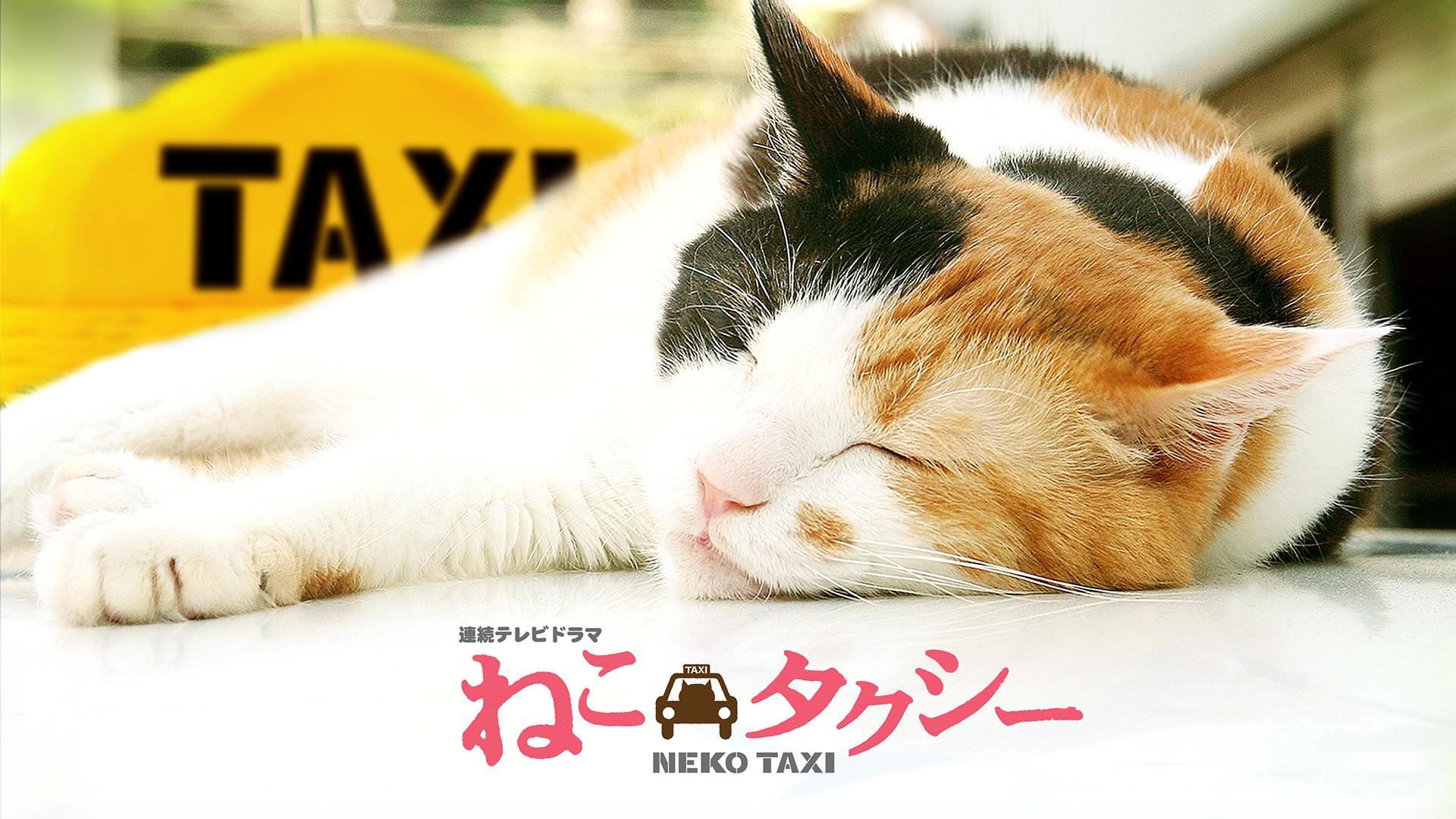 ドラマ版 ねこタクシー #5,6 | 新しい未来のテレビ | ABEMA