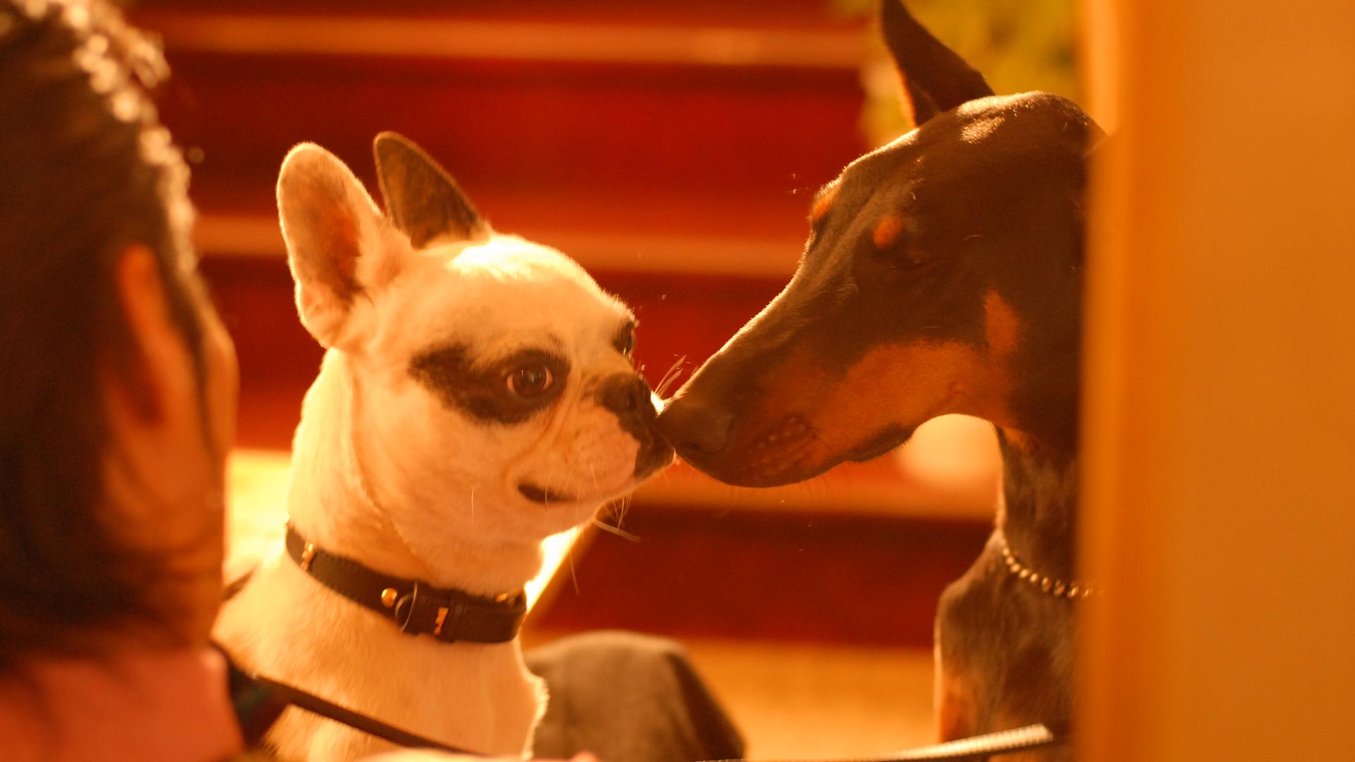 ドラマ版 イヌゴエ - シーズン1 - 6話 (ドラマ) | 無料動画・見逃し