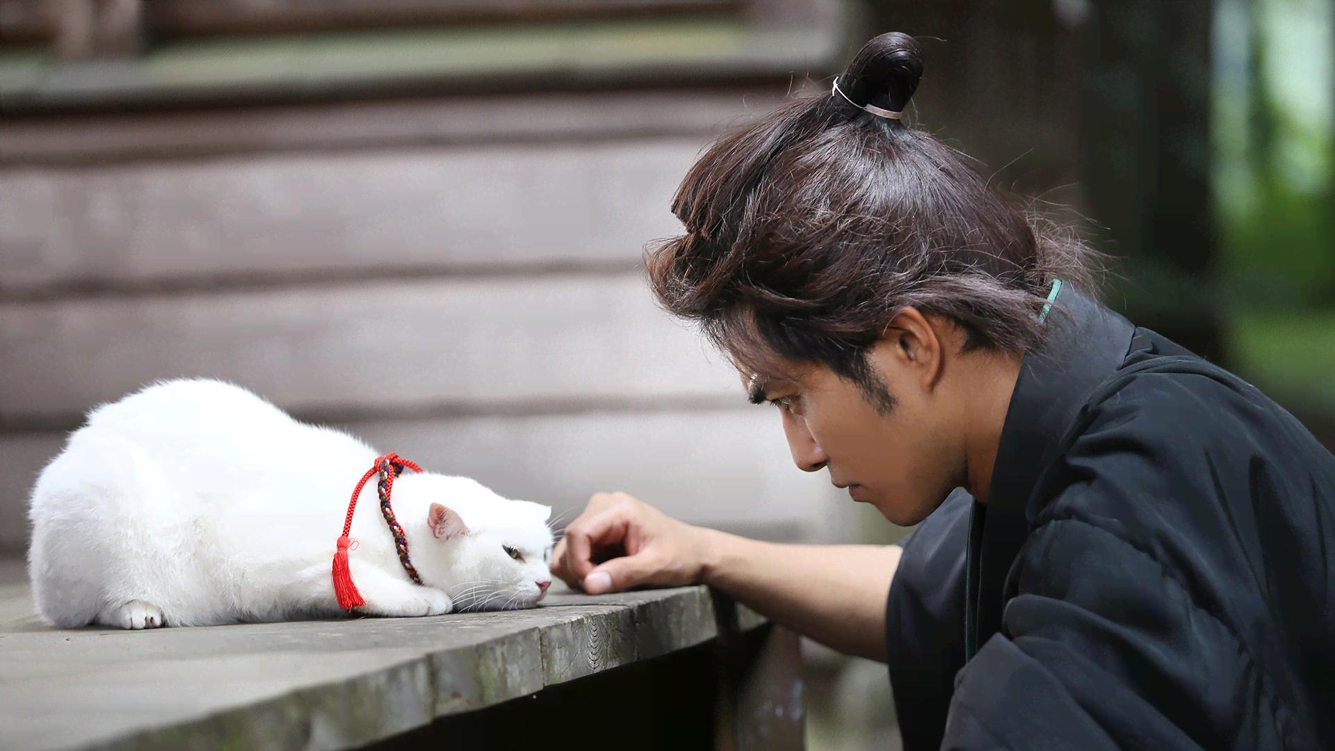 ねこ侍 映画 猫侍 - シーズン1 - 映画 猫侍 (映画) | 無料動画・見逃し配信を