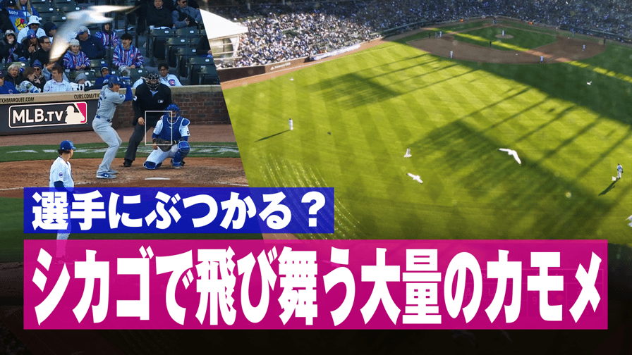 メジャーリーグベースボール2024 - 4.7 フリーマン 選手にぶつかる?シカゴで飛び舞う大量のカモメ