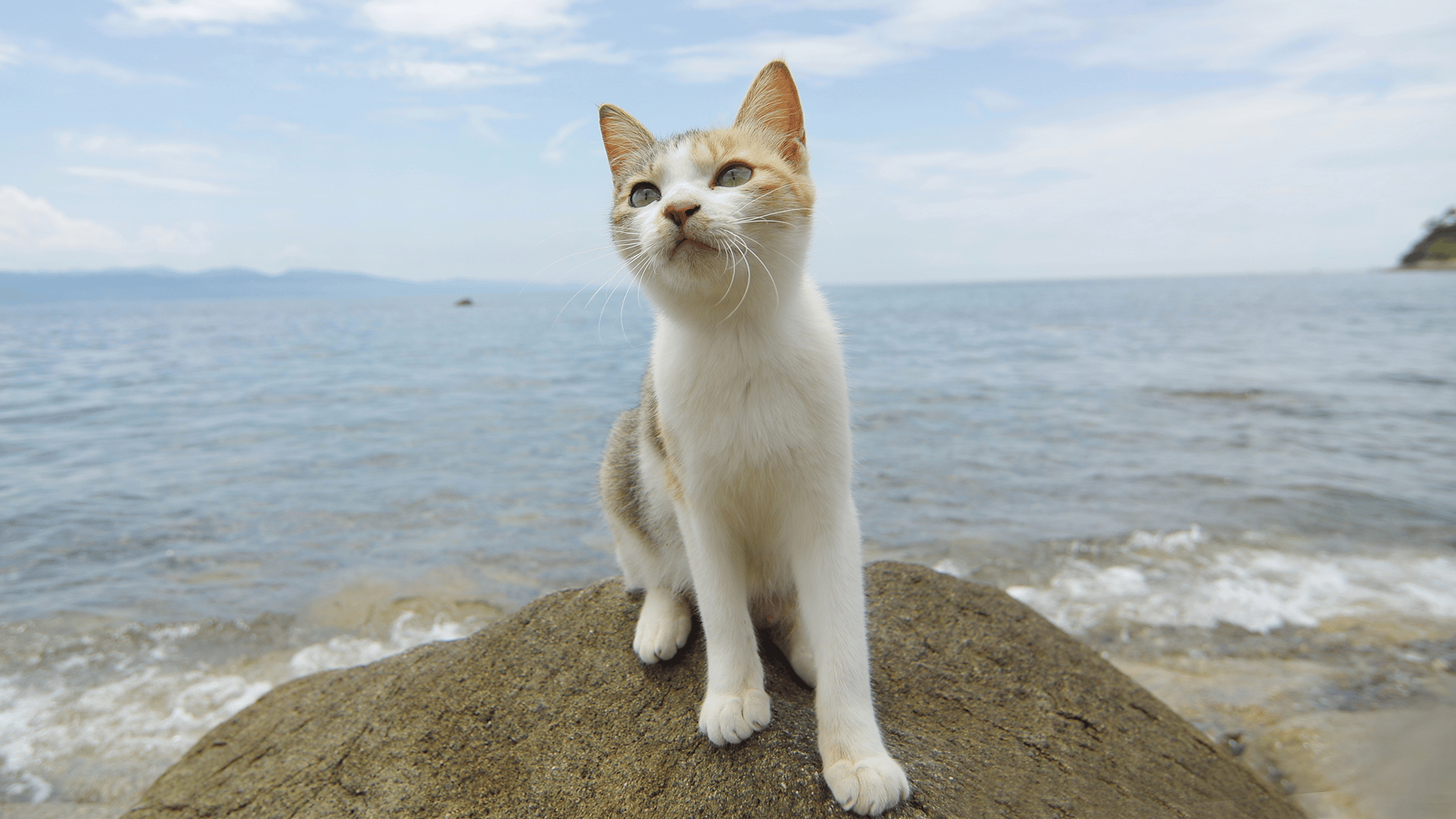 しまねこ日和～瀬戸内・青島のねこたち～ たからさがし | 新しい未来のテレビ | ABEMA