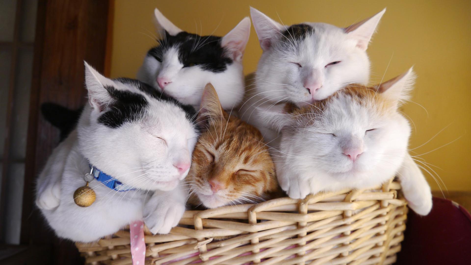 双子ネコ&お花ビーズ❁イヤリング  プロフ見るとお得！❤︎❤︎ 双子ネコ&お花ビーズ❁イヤリング プロフ見るとお得！❤︎❤︎ Hitomi on X