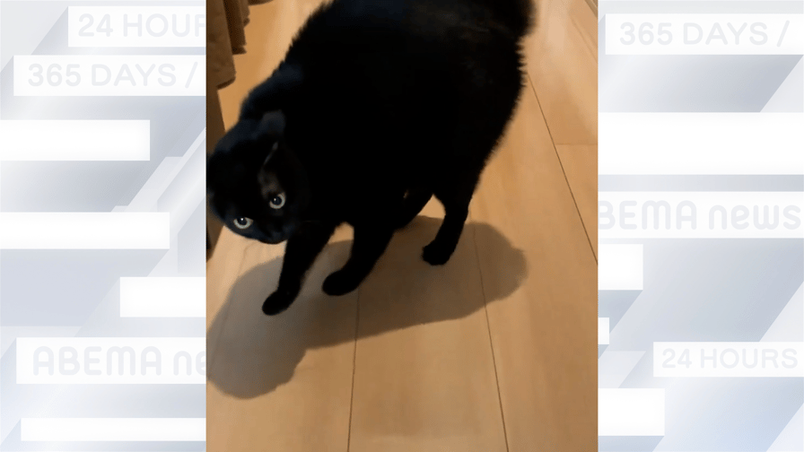 【週刊BUZZ動画】SNSで話題の動画をピックアップ! - 飼い主の顔パックに猫が“やんのか後退”