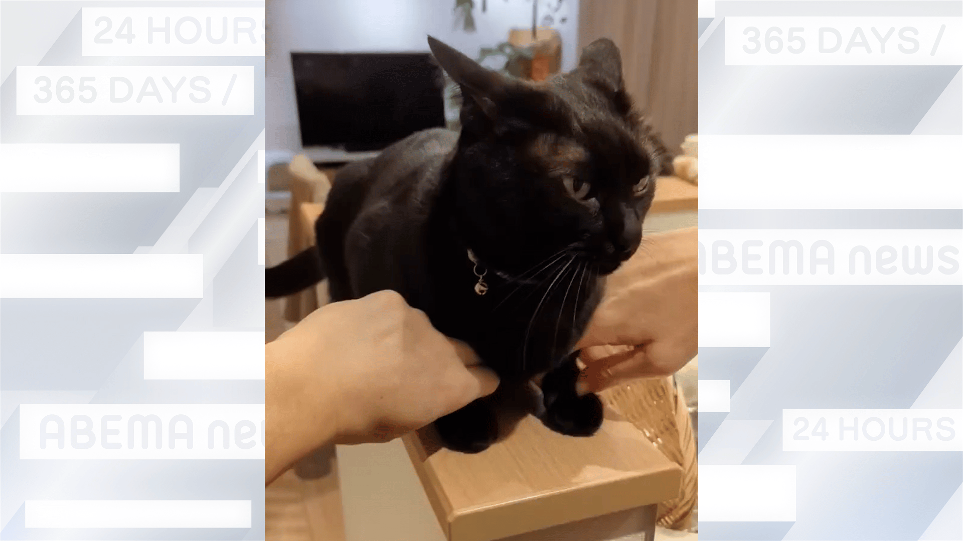 お座り猫さま✨黒猫✨オルゴナイト つめこみ 