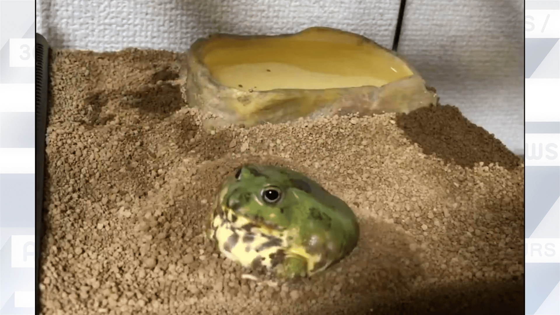 更新しました！！【レア】送料込☆えいちのみず・ワカガエル thumb001.png?height=720&