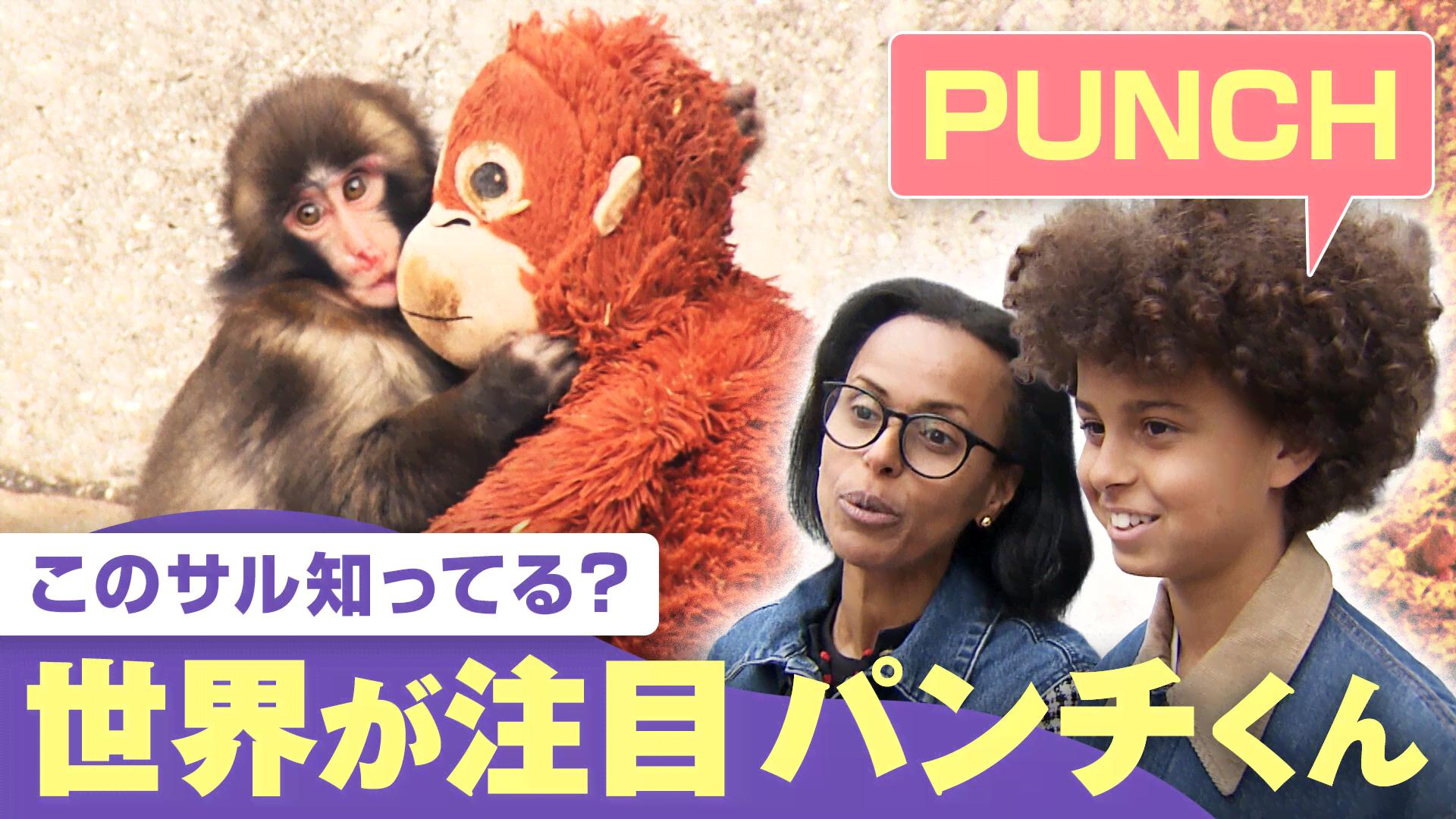 世界でも大バズリ“ぬいぐるみ抱えた子ザル”パンチくん - わたしと