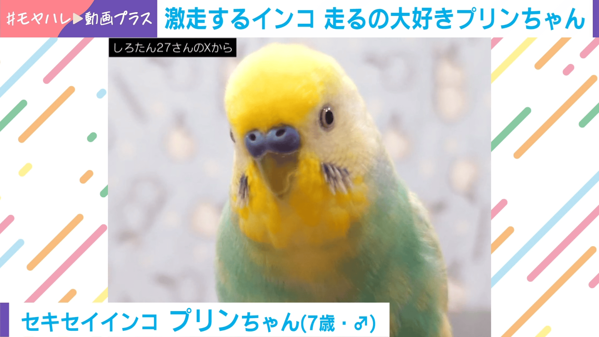 thumb001.png?height=720&