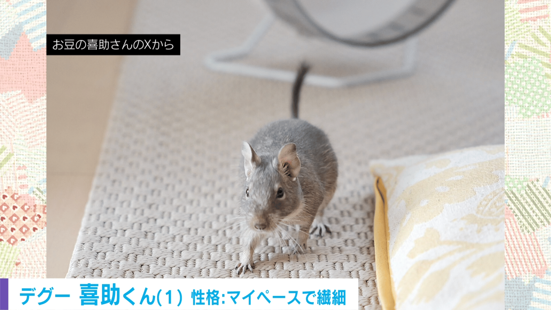入念なチェックをするデグー - わたしとニュース【(火)-(金)ひる12時~生放送】 - SNSで話題 (ニュース) | 無料動画・見逃し配信 ...