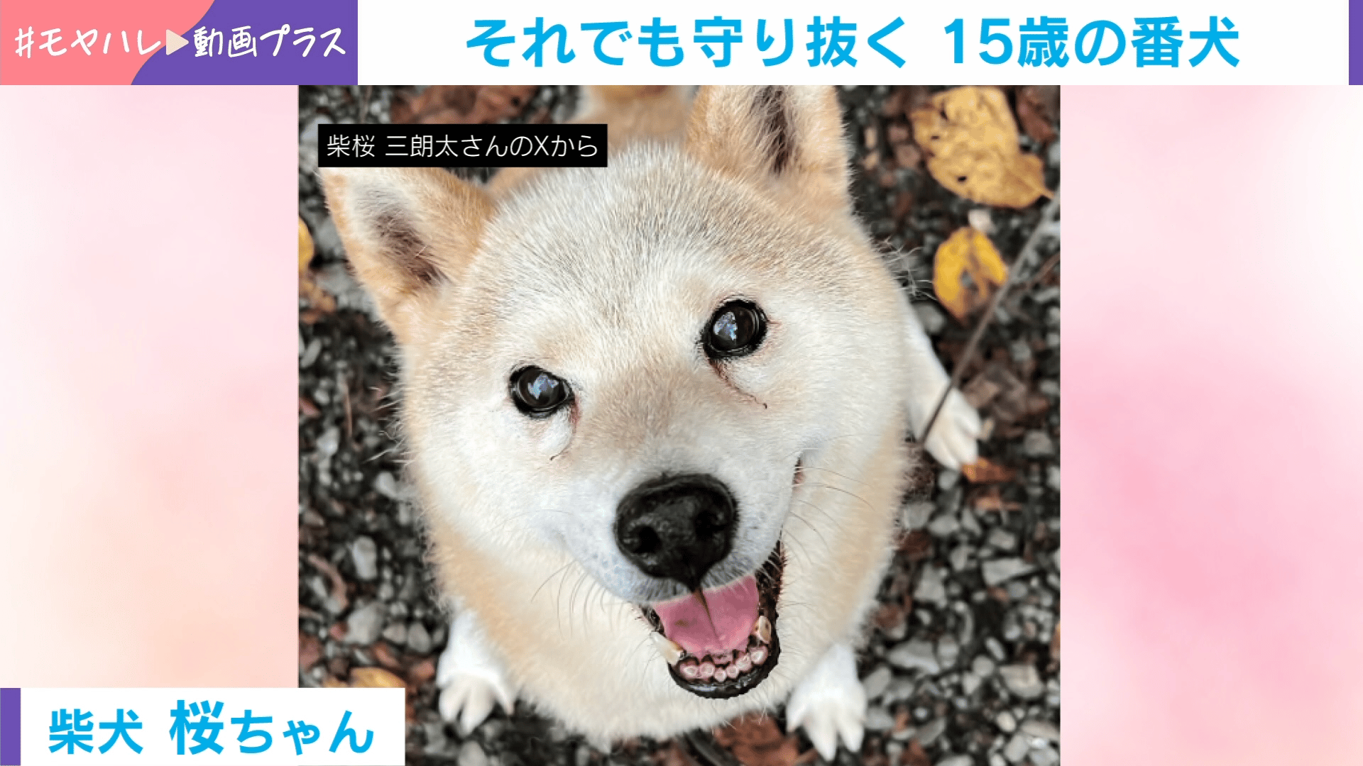 それでも守り抜く 15歳の番犬 - わたしとニュース【(火)-(金)ひる12時