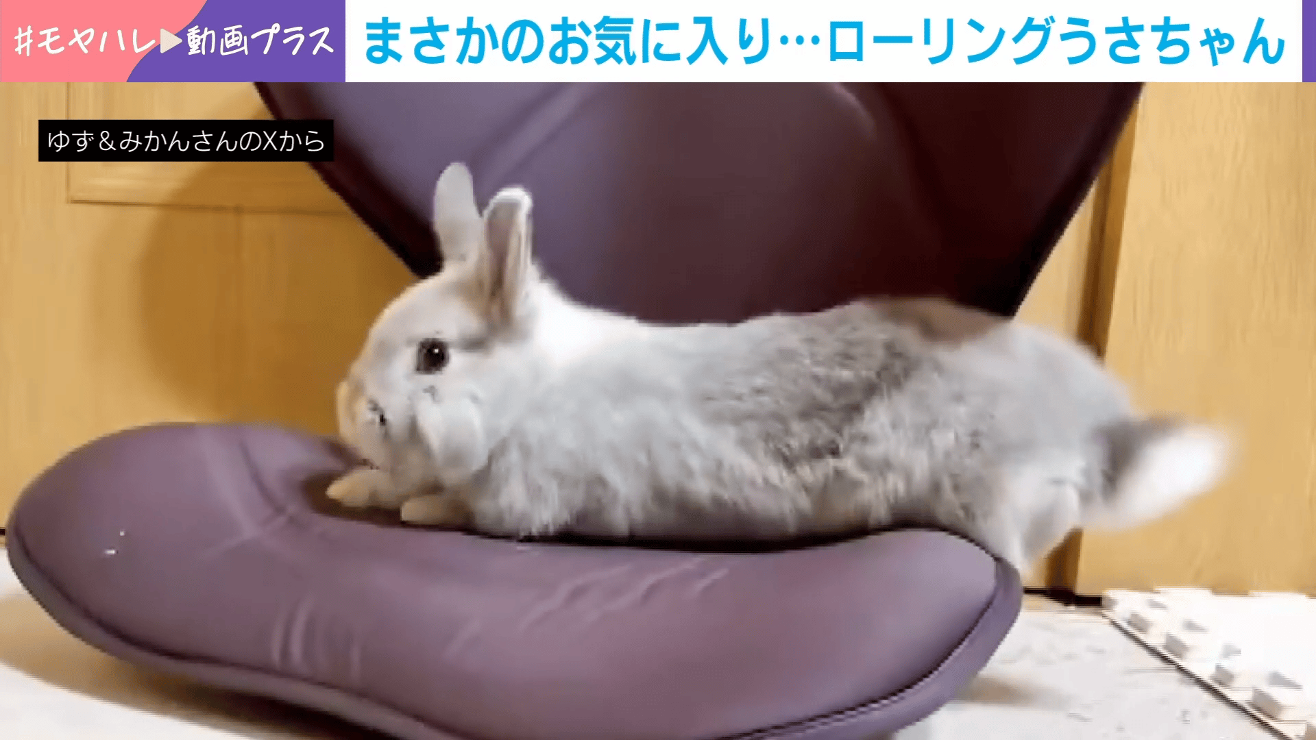 まさかのお気に入りローリングうさちゃん - わたしとニュース【(火