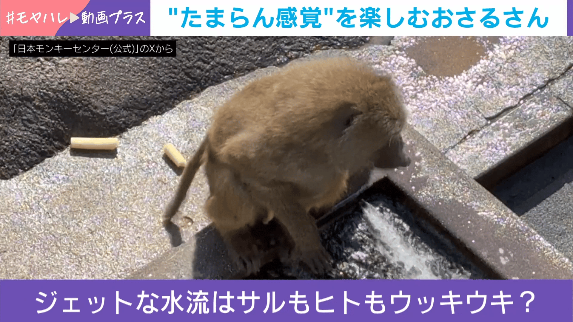 たまらん感覚”を楽しむおさるさん - わたしとニュース【(火)-(金)ひる