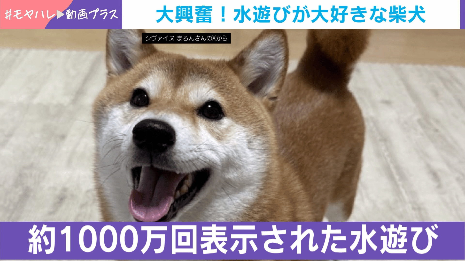 大興奮! 水遊びが大好きな柴犬 - わたしとニュース【(火)-(金)ひる12時