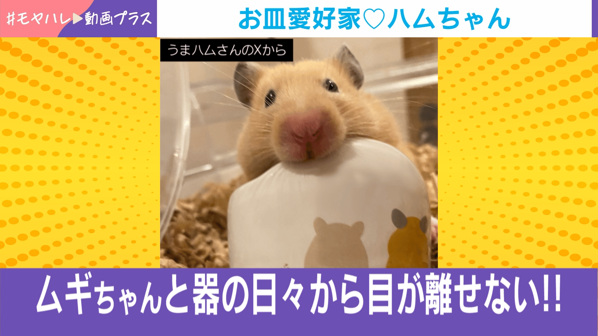 お皿愛好家♡ハムちゃん - わたしとニュース【(火)-(金)ひる12時