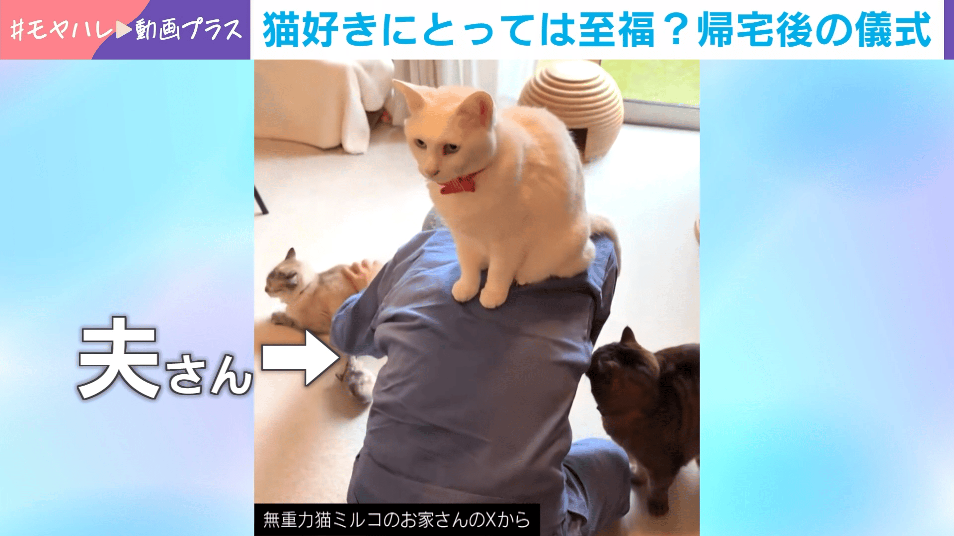 ネコ好き 猫好きにとっては至福?帰宅後の儀式 - わたしとニュース【(火)-(金