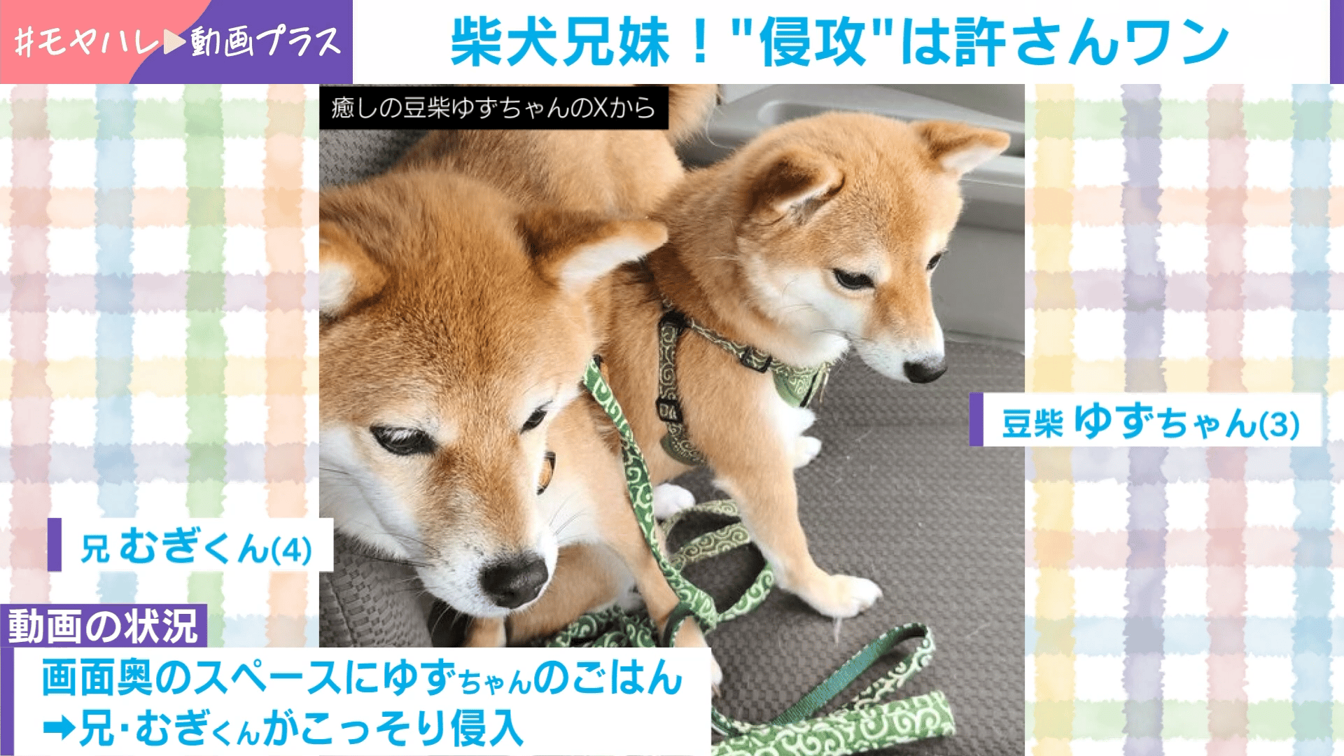 ☆受付中！☆柴犬 柴犬兄妹!“侵攻”は許さんワン - わたしとニュース【(火)-(金)ひる12時
