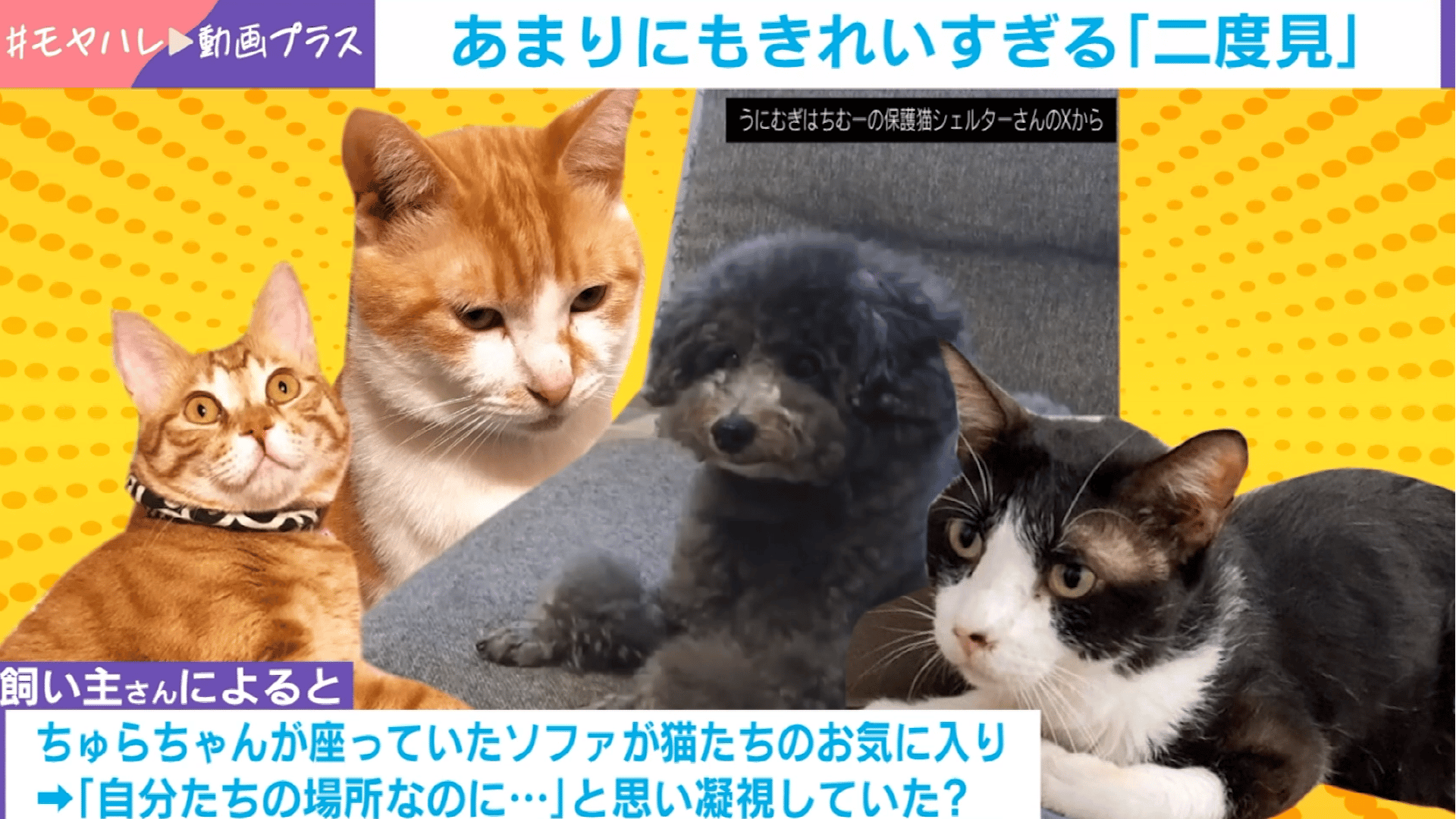 絵に描いたような“二度見”!?ソファに座るワンちゃんが“猫軍団”からの