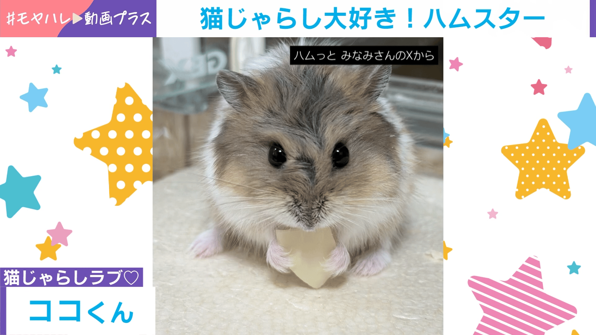 ハムスターページです 全身全霊で“愛”を表現!猫じゃらしが好きすぎるハムスターが猛烈すぎる