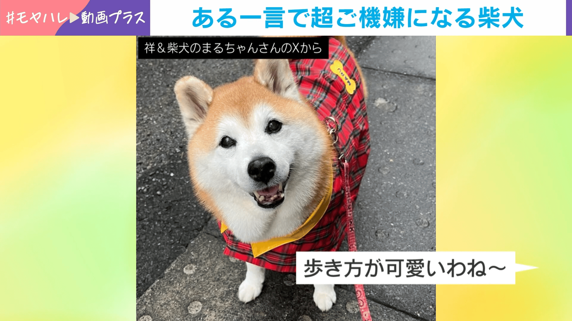 可愛いって言われちゃった~」ニコニコが止まらない“超ご機嫌”柴犬さん