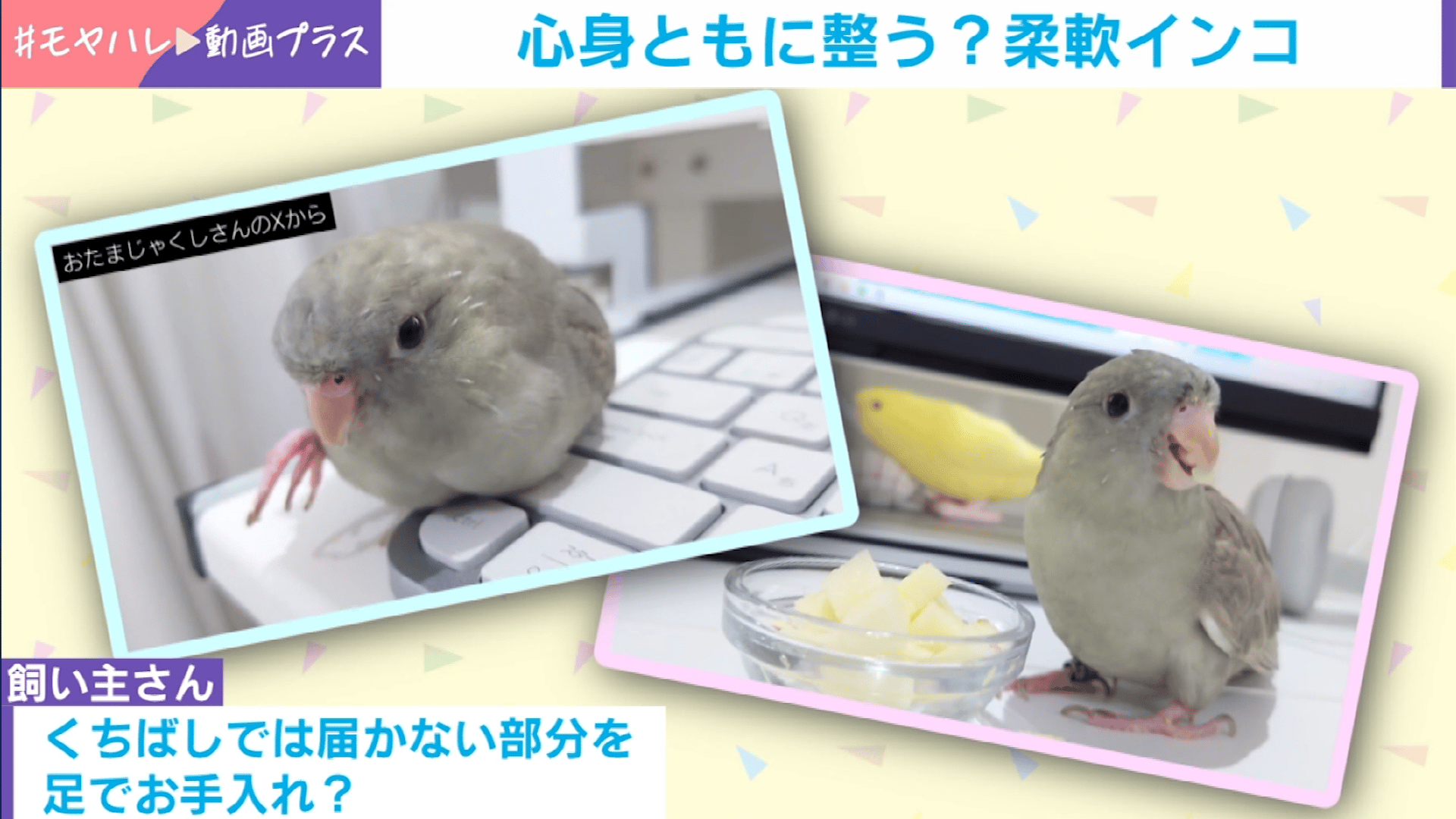 足で器用に頭を“モミモミ”!?セルフメンテナンス欠かさない“美意識高め