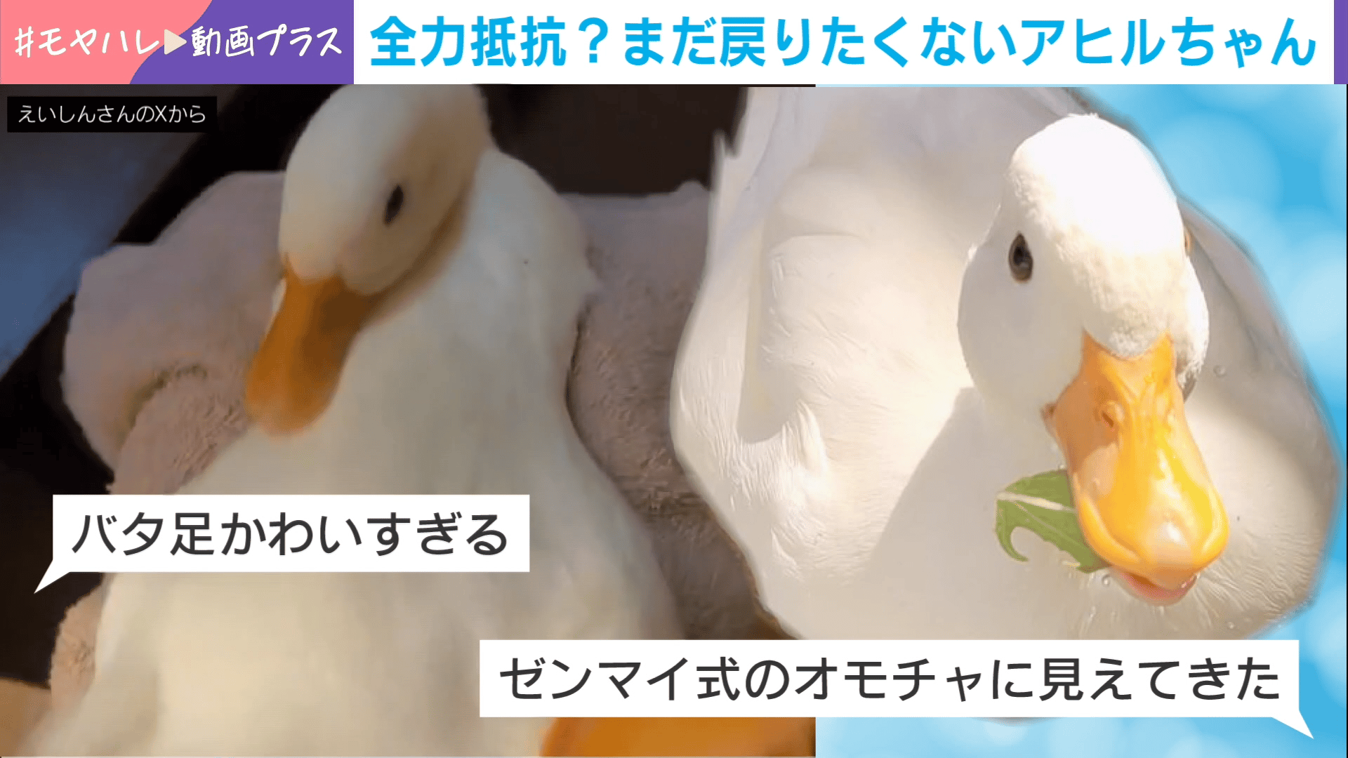 全力抵抗?まだ戻りたくないアヒルちゃん - わたしとニュース【(火)-(金