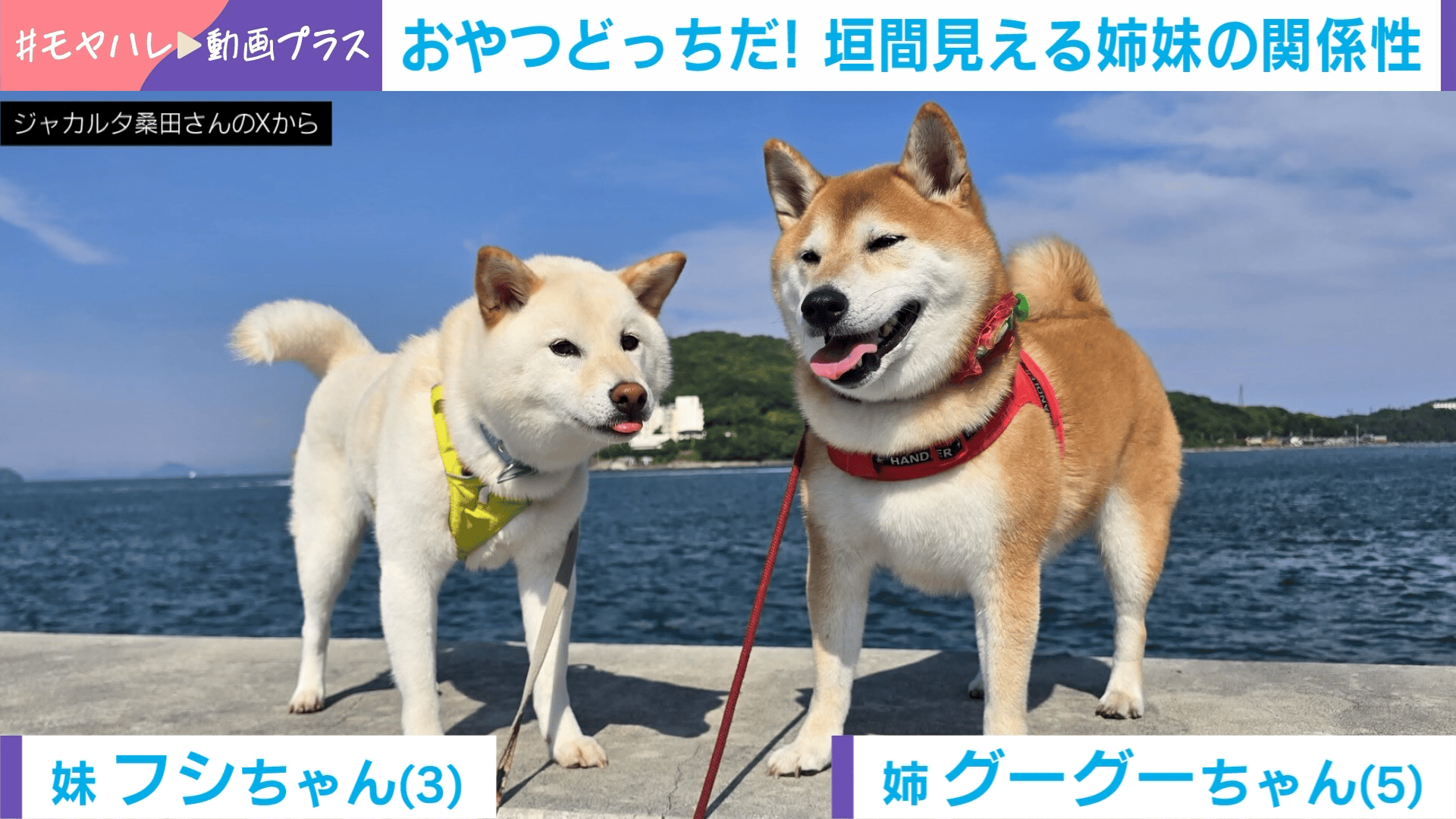 おやつどっちだ?」2択ゲームで柴犬が“強硬手段”!3連続不正解でしびれを