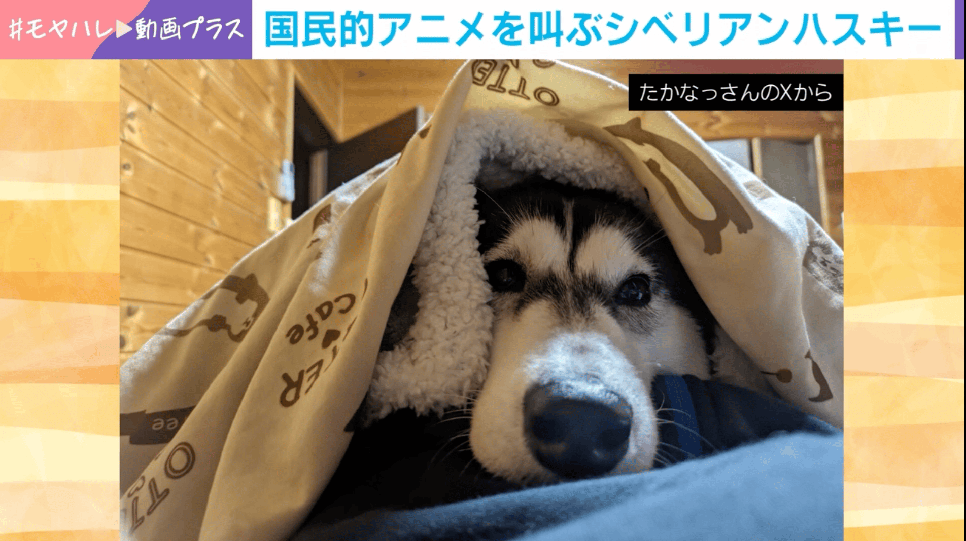 遠吠えで「アンパンマン!」を連呼するシベリアンハスキー せつなちゃん