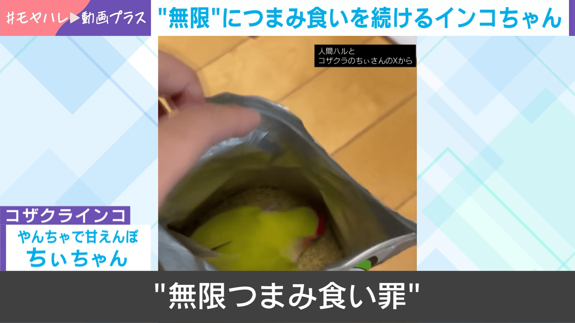 食事中のインコが