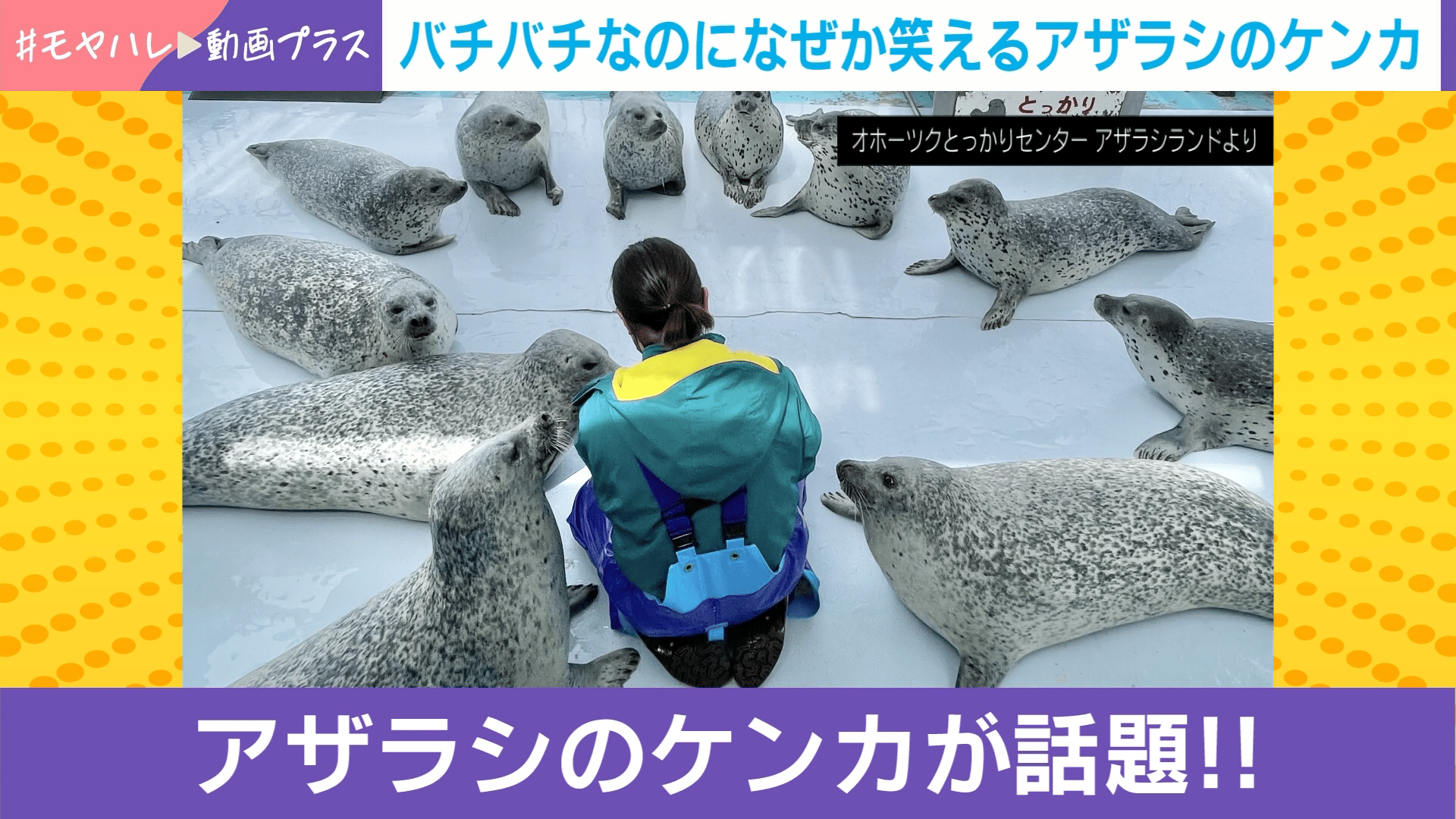 アザラシ大好き 一触即発!アザラシの“ガチ喧嘩”威嚇するための行動が“想定外の動き