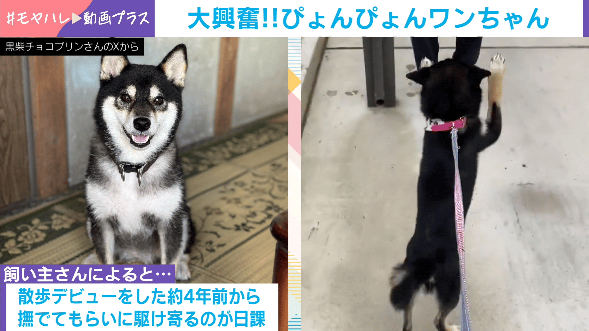 大興奮!!ぴょんぴょんワンちゃん - わたしとニュース【(火)-(金)ひる12