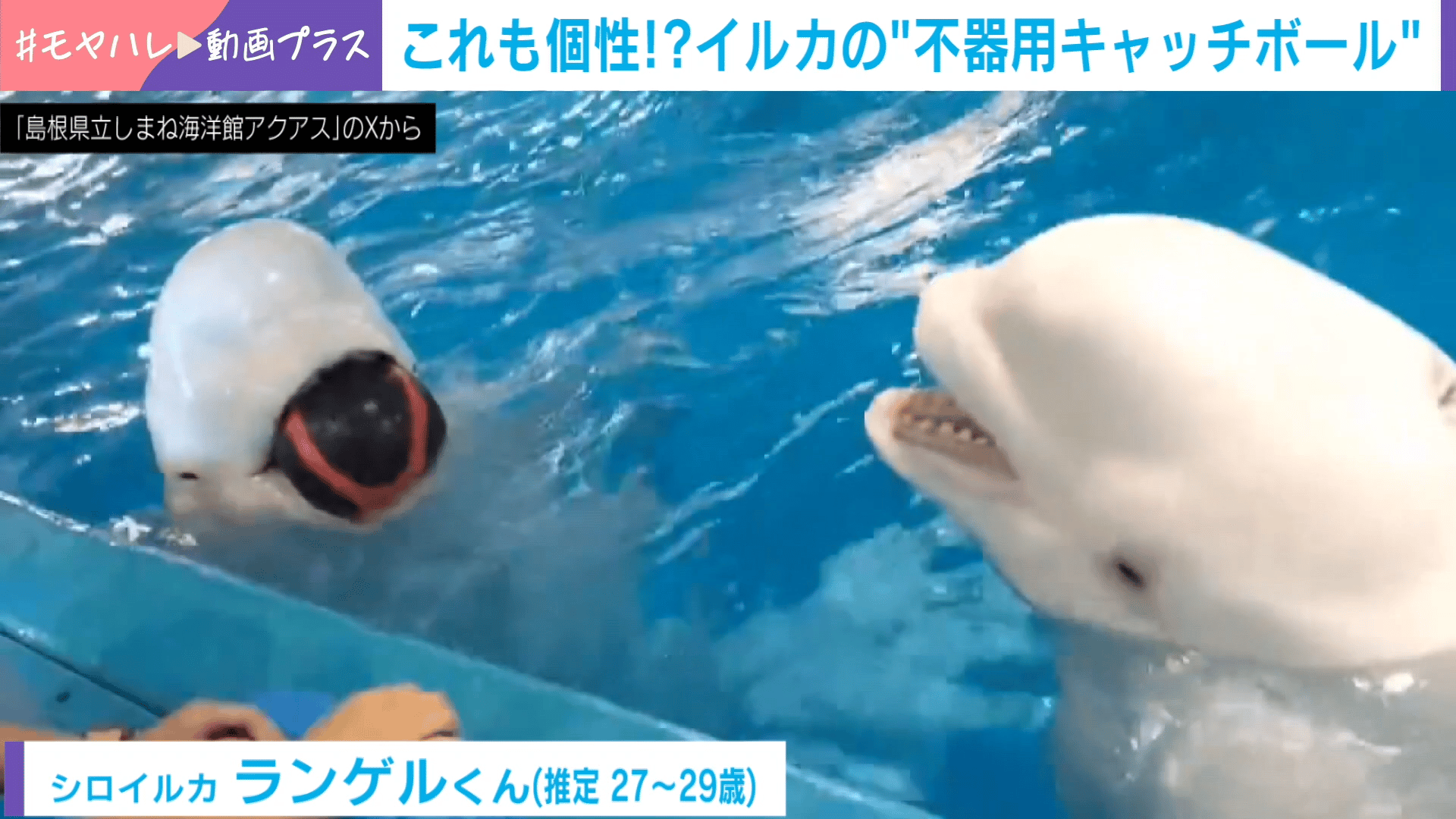 thumb001.png?height=720&