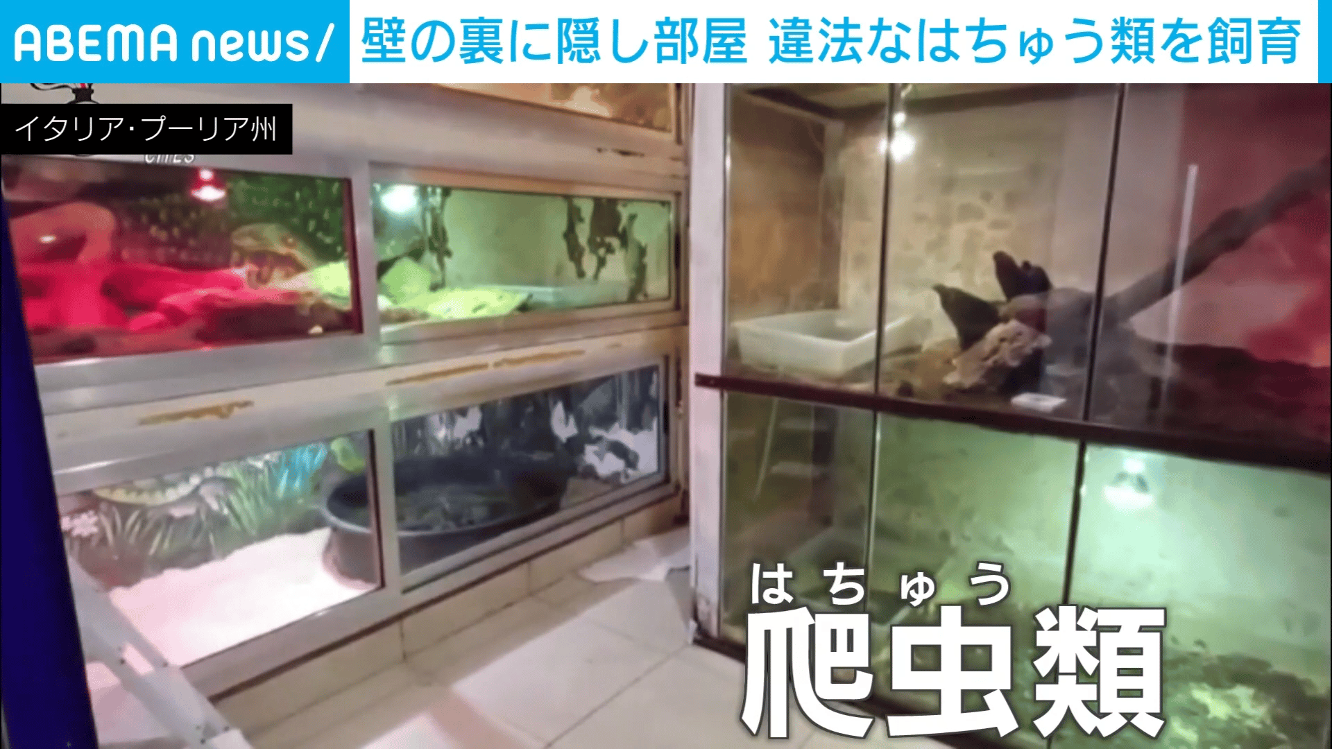 壁の裏に隠し部屋 違法なはちゅう類を飼育 - わたしとニュース【(火 