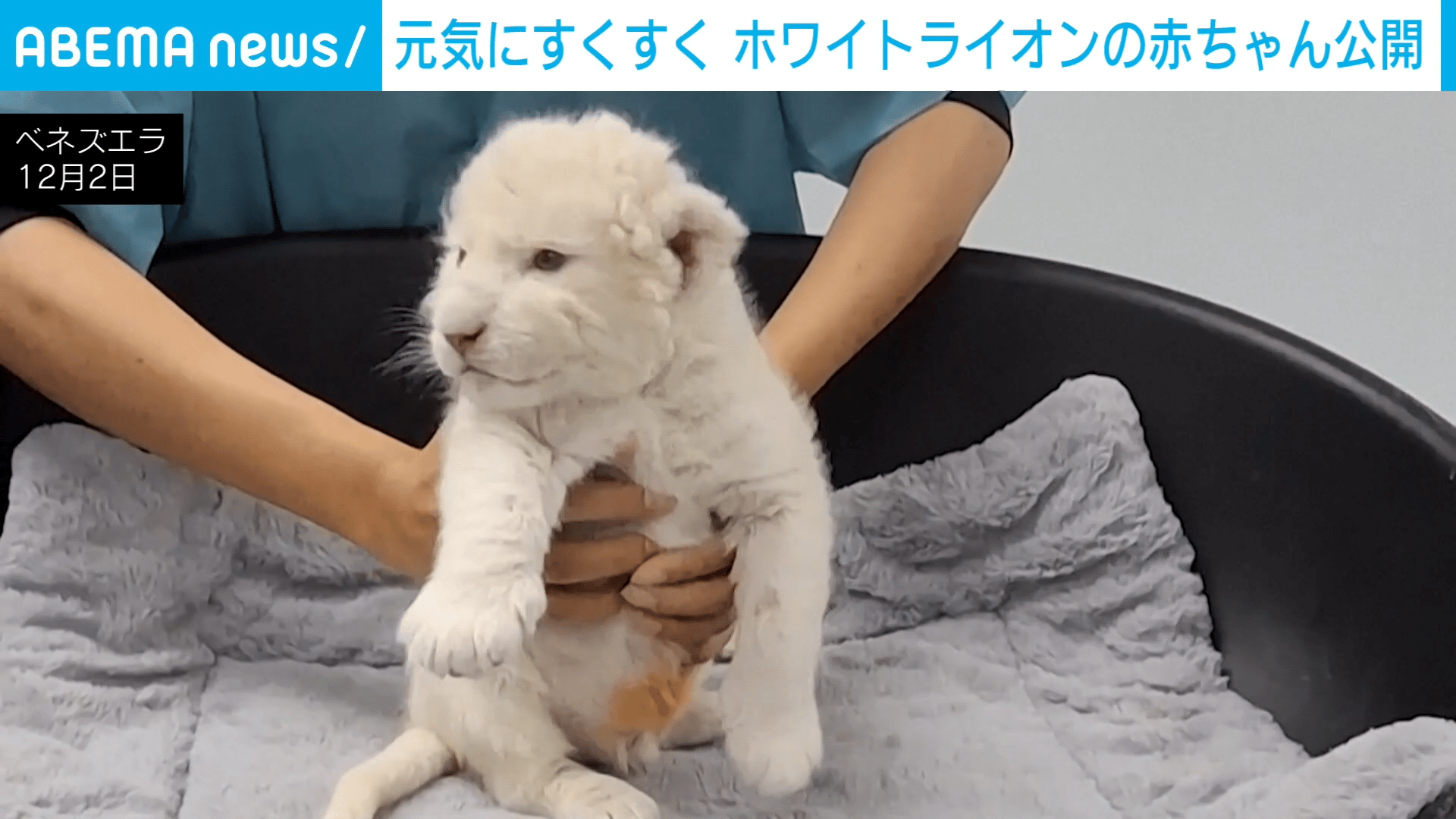 元気にすくすく ホワイトライオンの赤ちゃん公開 - わたしとニュース