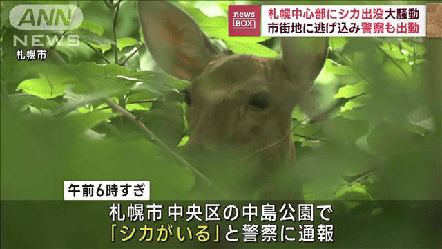 シカの敷き物（約2メートル×約2メートル） 日本在庫あり