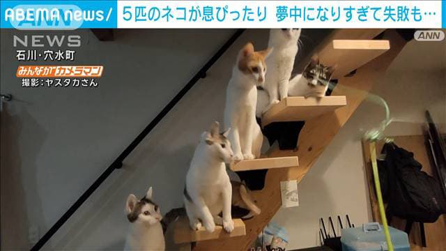 最新の社会ニュース【随時更新】 - 5匹のネコがキュートにシンクロ！大好きなねこじゃらしに夢中になりすぎて…