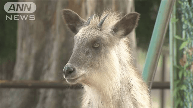 カモシカの角 ニホンカモシカ 1対 2組 カモシカの角 ニホンカモシカ 1対 2組