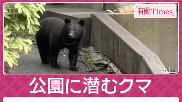 独自】住宅地からわずか30m「公園」に潜むクマを3日連続ドローンで