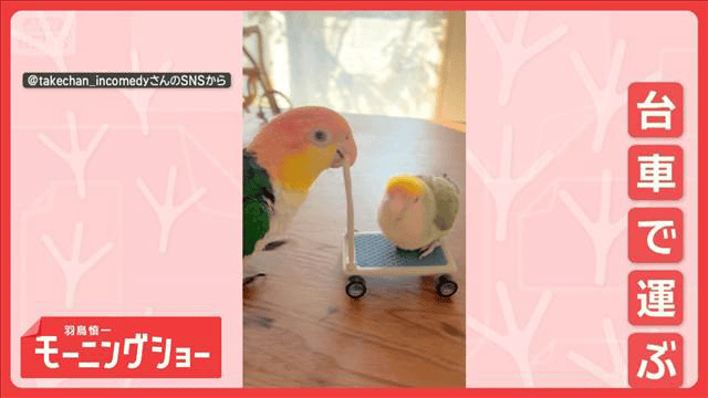 新競技！？ 台車を押してスイ～ インコを運ぶインコ・ペア なぜ運ん