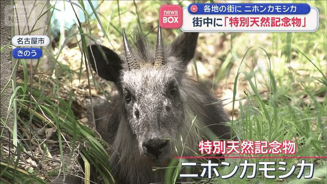 なぜ？街中に「特別天然記念物」 各地の街でニホンカモシカ目撃 - 最新