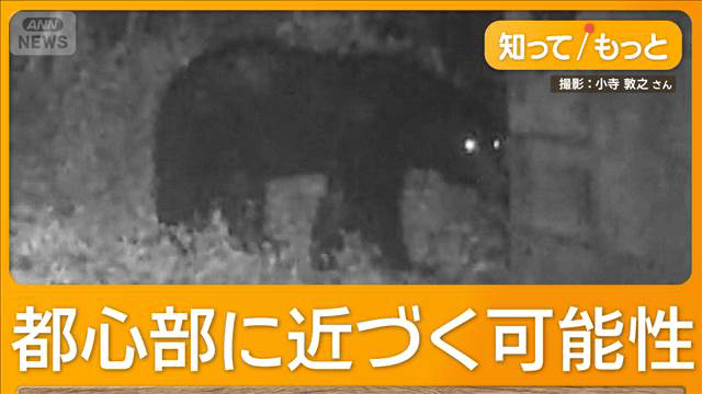東京・八王子に体長1m超クマ出没 人の生活エリア目と鼻の先 都内での