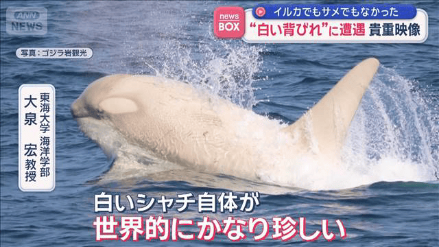 貴重映像 “白い背びれ”に遭遇 イルカでもサメでもなかった - 最新の 