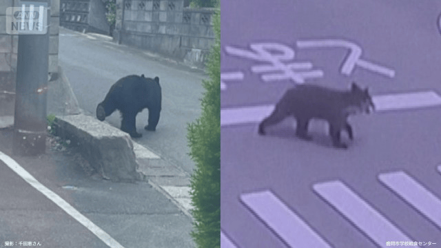 街の中心部」なぜクマ出没 何を求めて幼稚園や給食施設に？ - 最新の