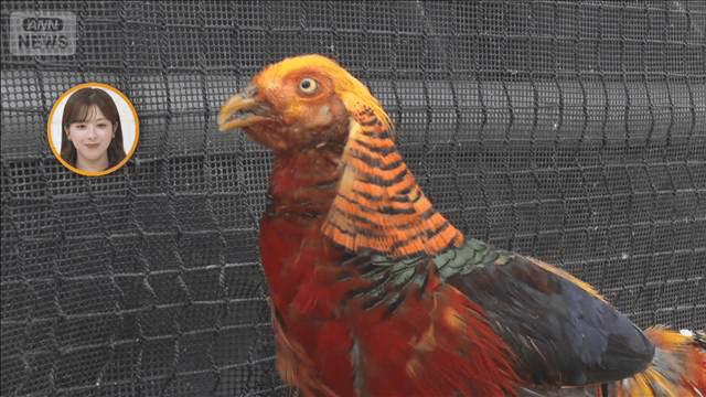掛川花鳥園 鳥たち彩る色の秘密 なぜオスだけ派手な羽色？【グッド