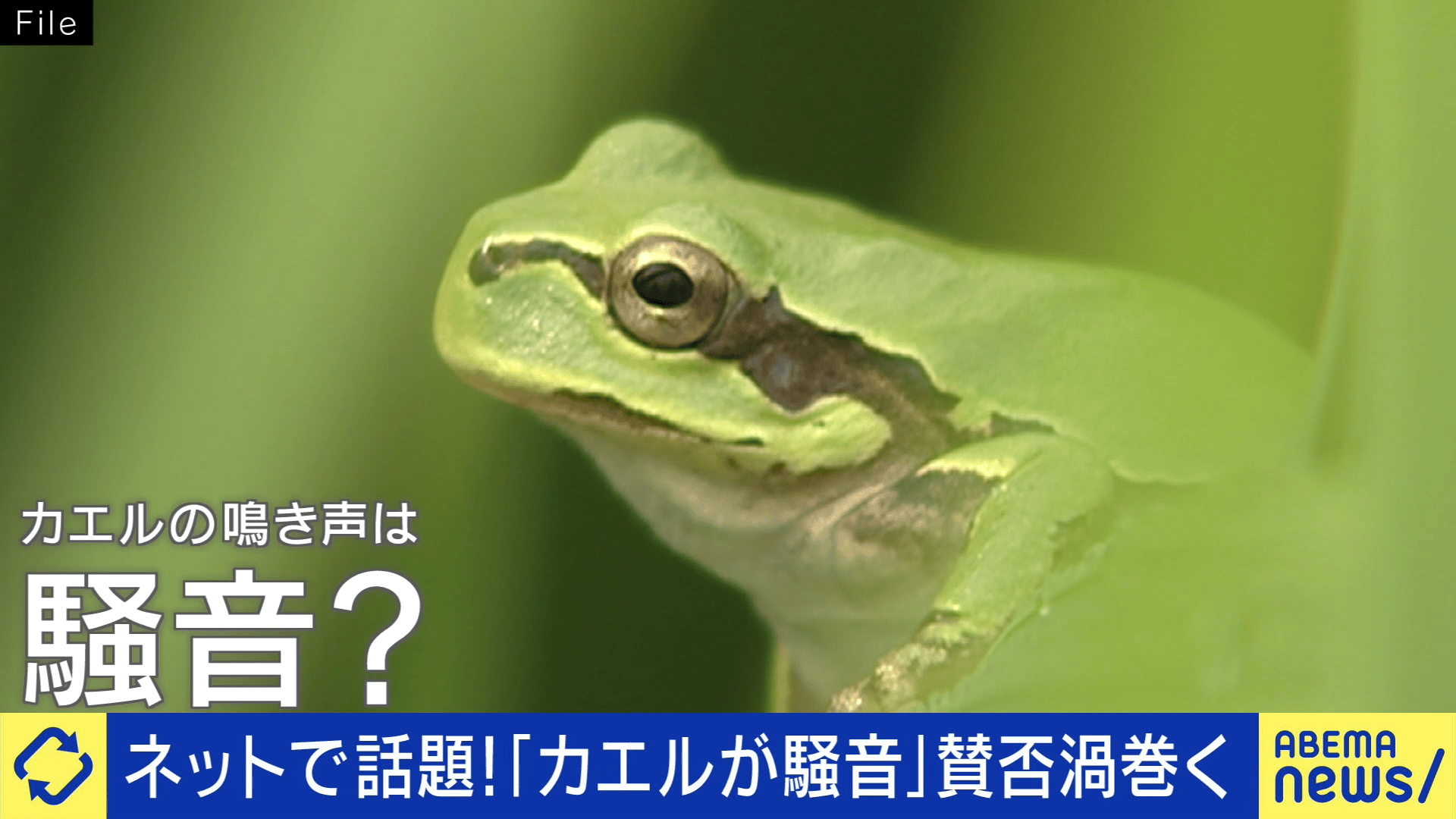 金色のカエル 値引き交渉受付ます