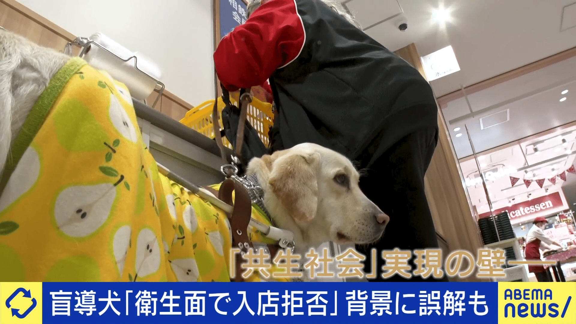 盲導犬ユーザー半数が経験「入店拒否」を当事者と考える 衛生&法律面で誤解も?