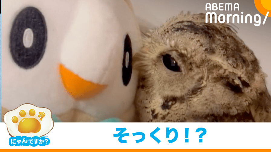 ABEMA Morning【平日あさ7時〜生放送】 - フクロウが自分似のぬいぐるみにウットリ ｢にゃんですか｣