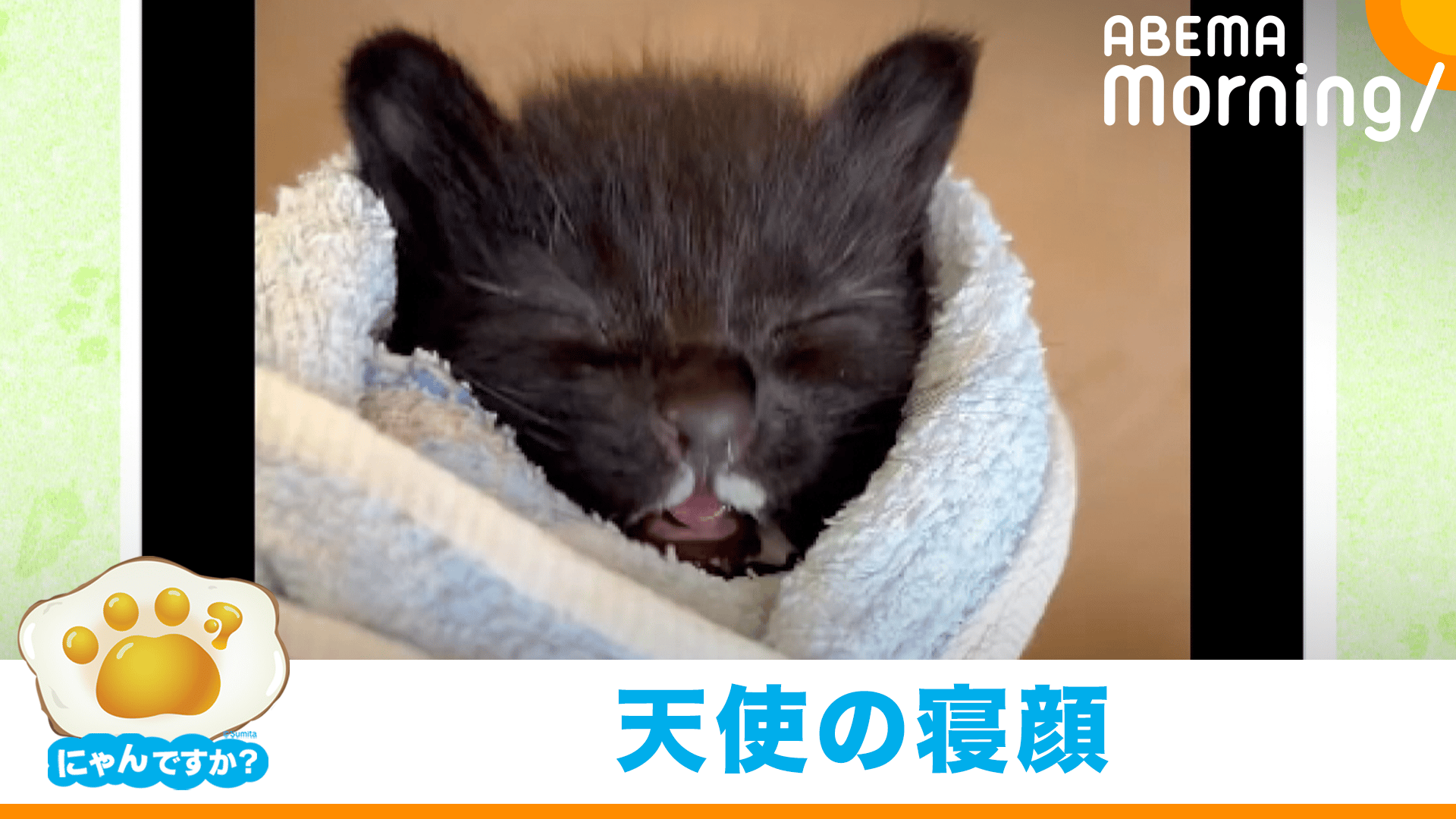 pecochan様御予約❤生後8日子猫ちゃん♡本当にミルク飲めるよ♡ちー出