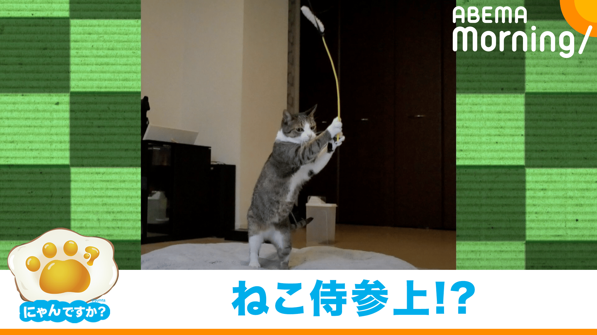 見事な構え!じゃらしの達人猫｢にゃんですか｣ - ABEMA Morning【平日