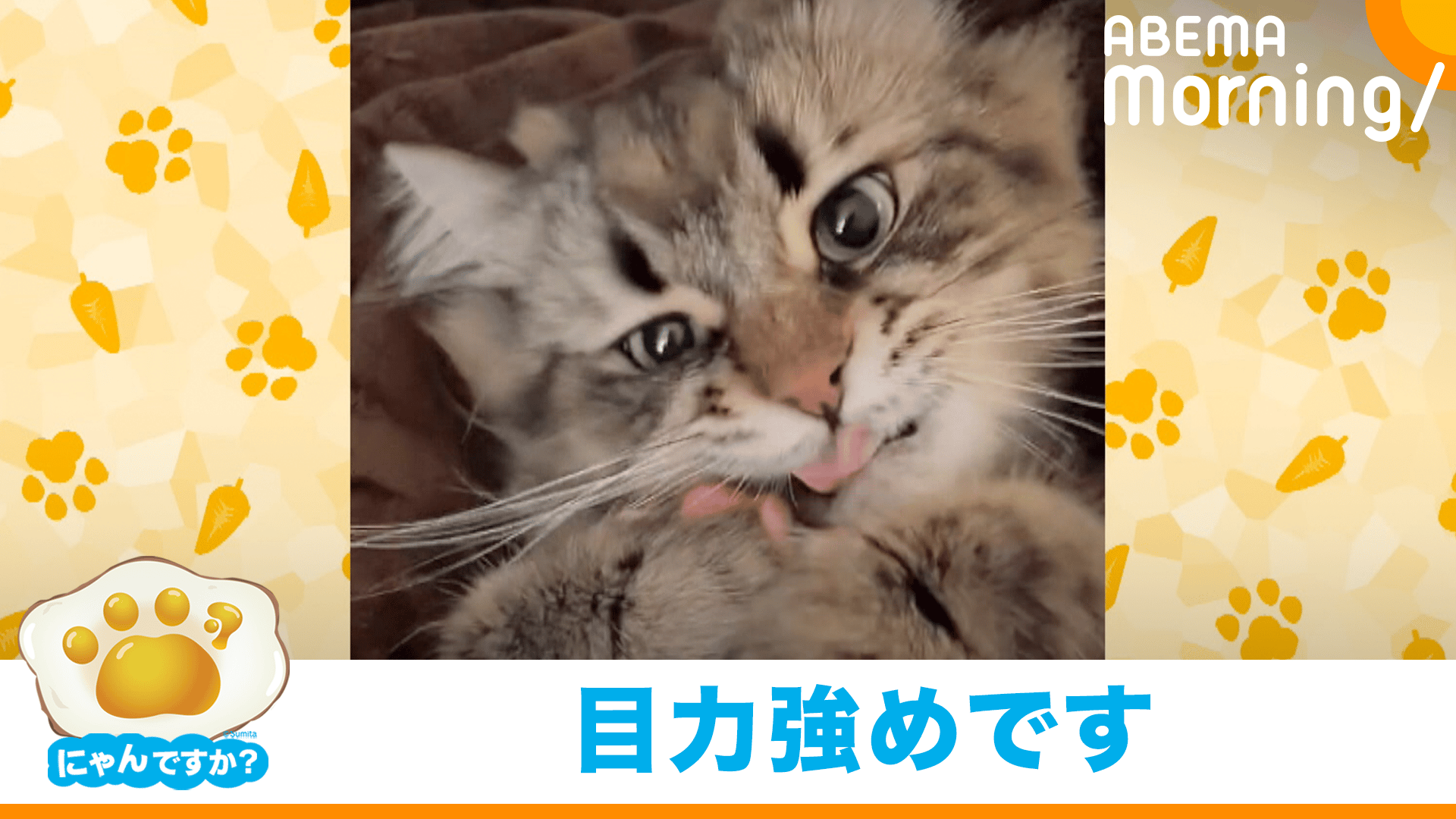 目は口ほどにものを言う？見つめる猫 ｢にゃんですか｣ - ABEMA Morning 